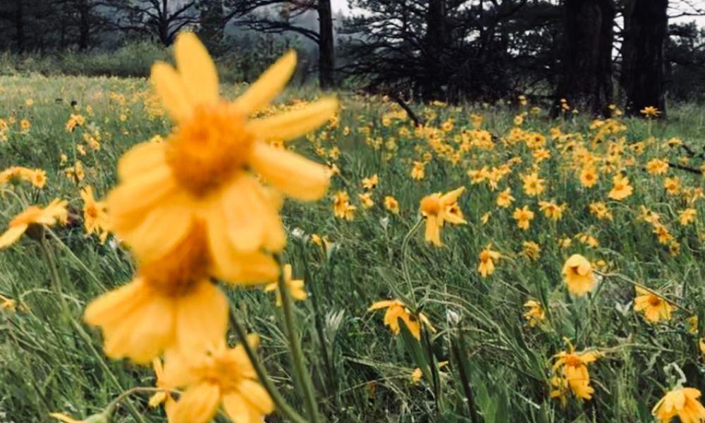 Heartleaf arnica, bright yellow native wildflower