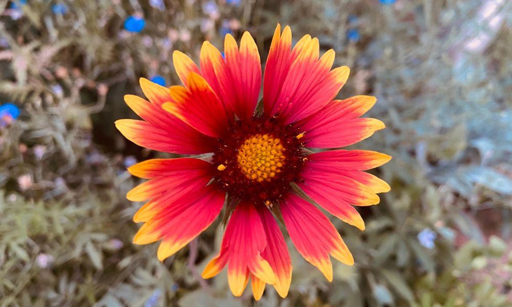 Blanket flower native to Colorado