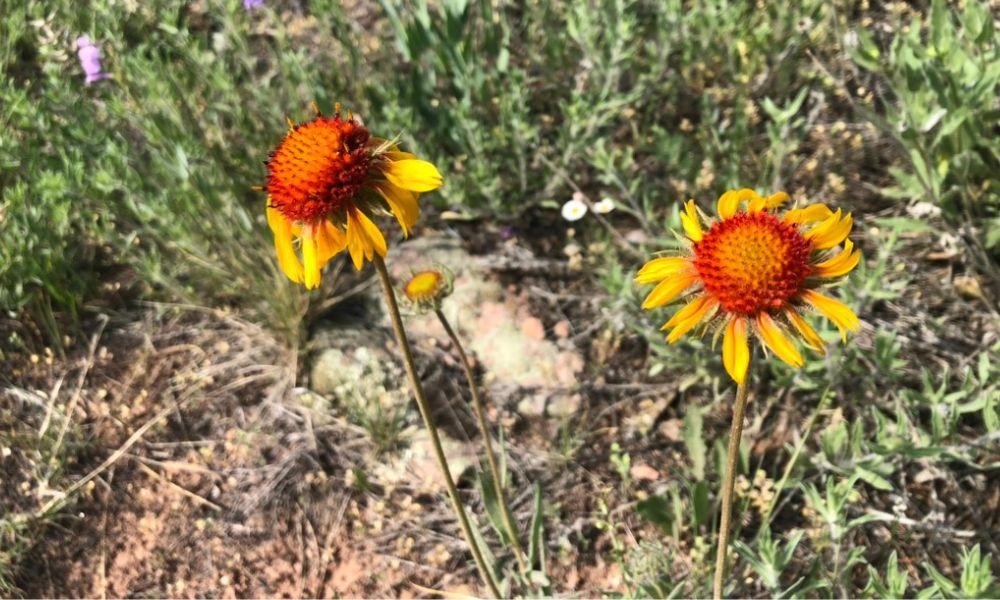 Multiple blanket flowers showing variety in patterns and colors, native to Colorado