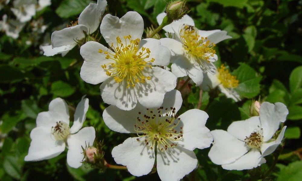 Multiflora rose, an invasive species from Japan
