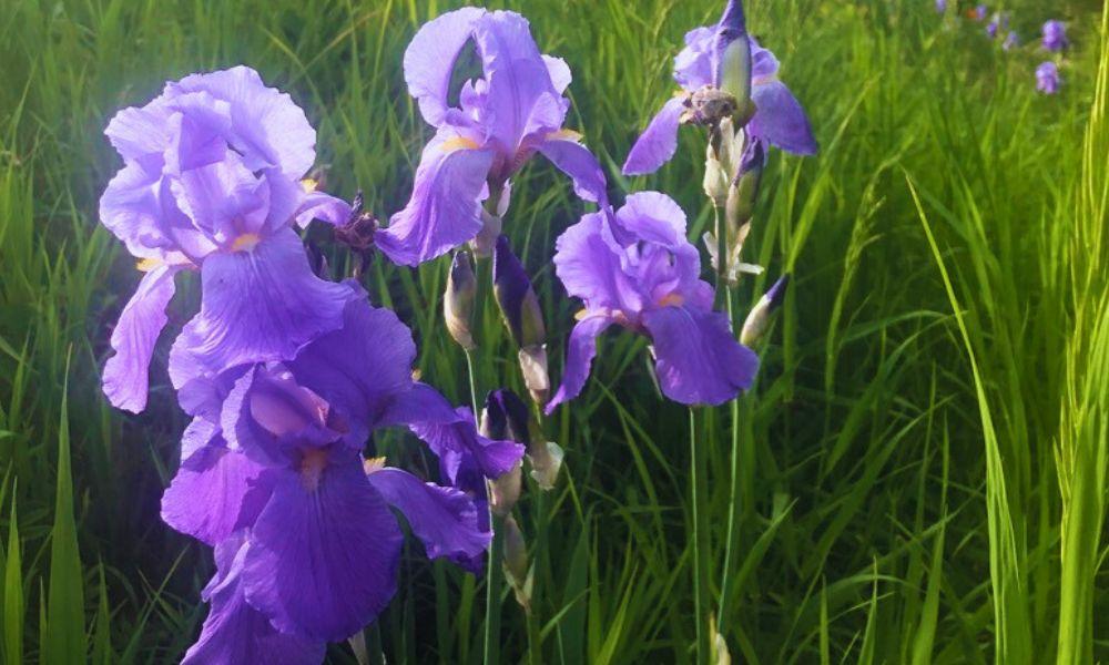 Rocky Mountain iris native to Colorado