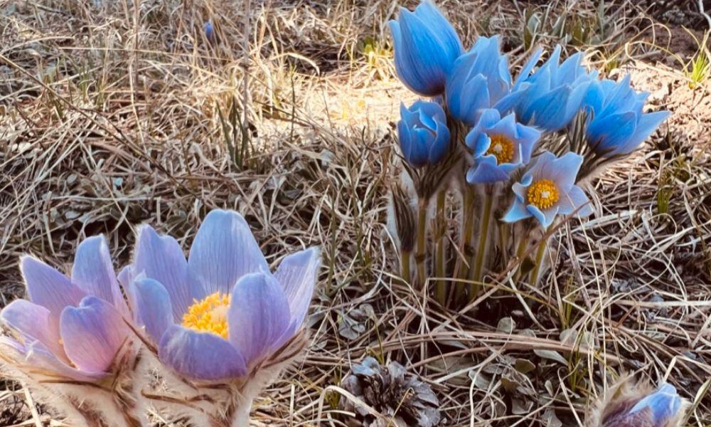 Pasque flowers native to Colorado