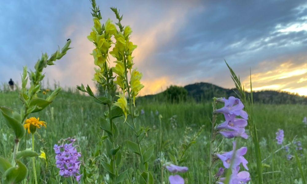 Rocky Mountain penstemon wildflower
