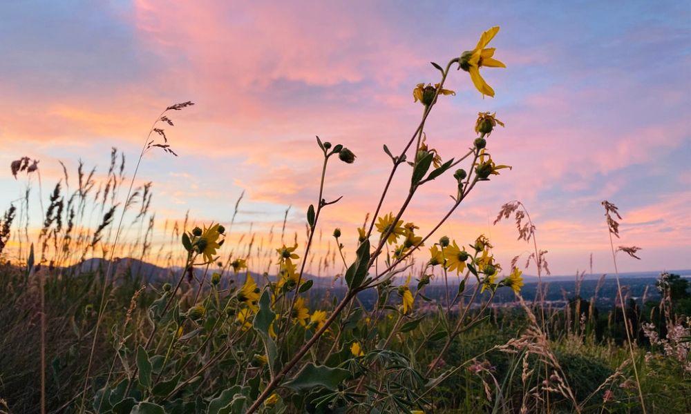 Native Colorado sunflower