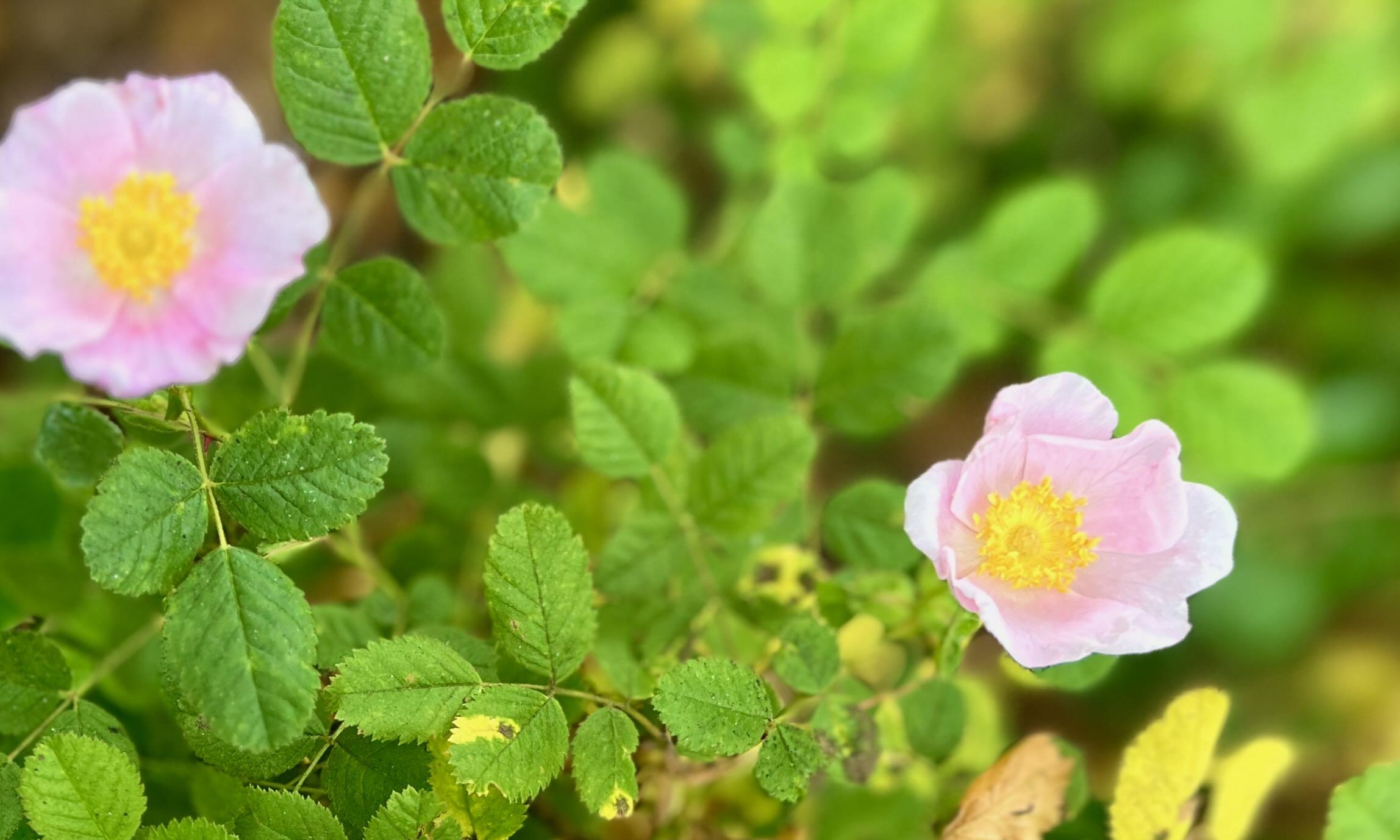 Wild prickly rose native to Colorado, found in foothills near streams